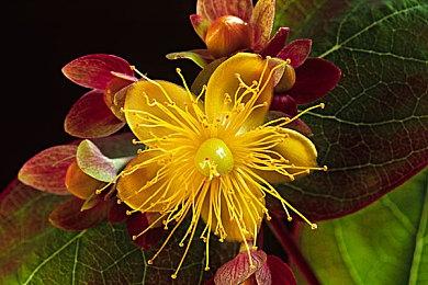 借助全景光追和DLSS3《黑神话:悟空》可获得完美体验